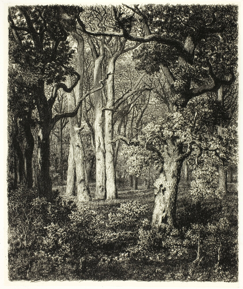 Old Oaks at Bas Bréau