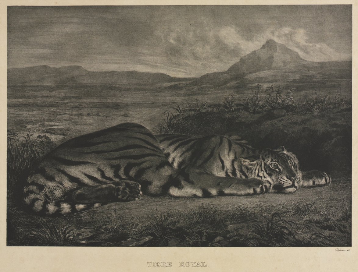ウジェーヌ・ドラクロワ《Tigre Royal》（クリーヴランド美術館蔵）