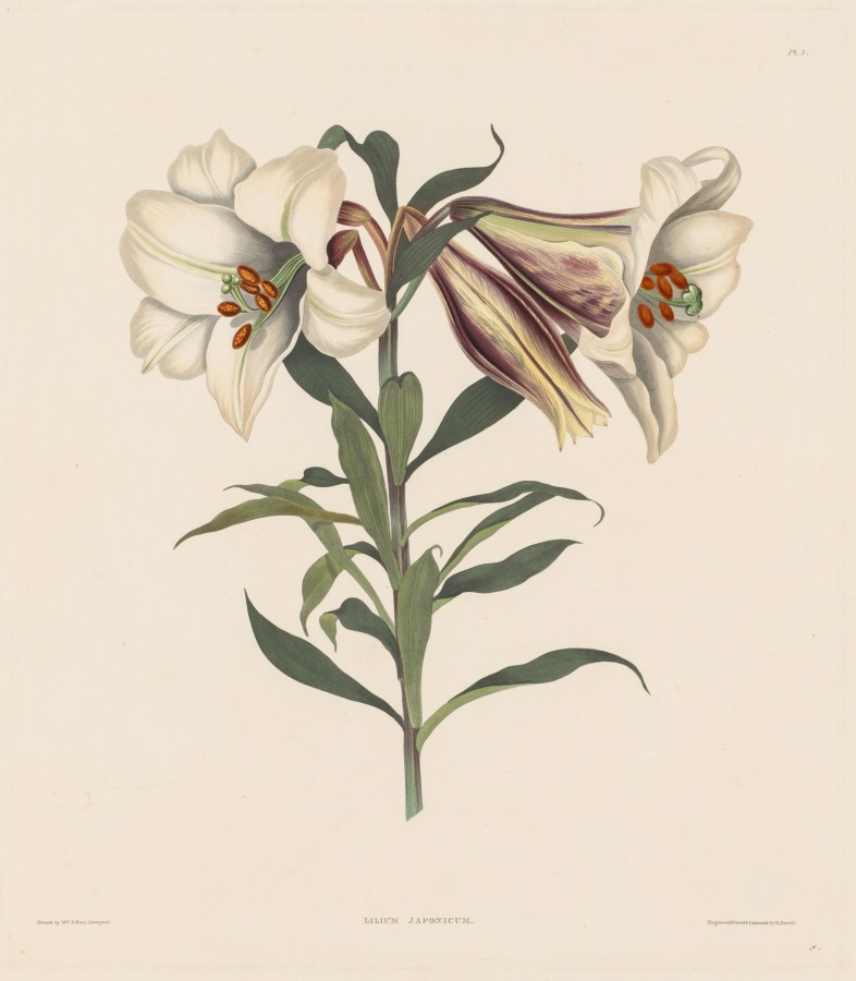 A Selection of Hexandrian Plants, belonging to the natural order of Amaryllidae and Liliacae: Japanese Lily