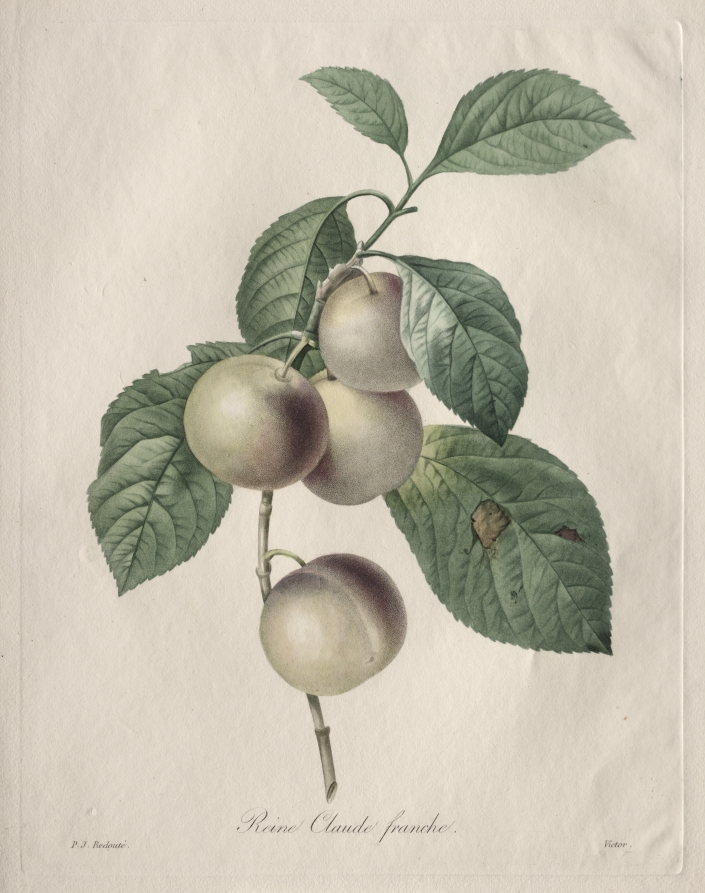 Reine Claude Plum