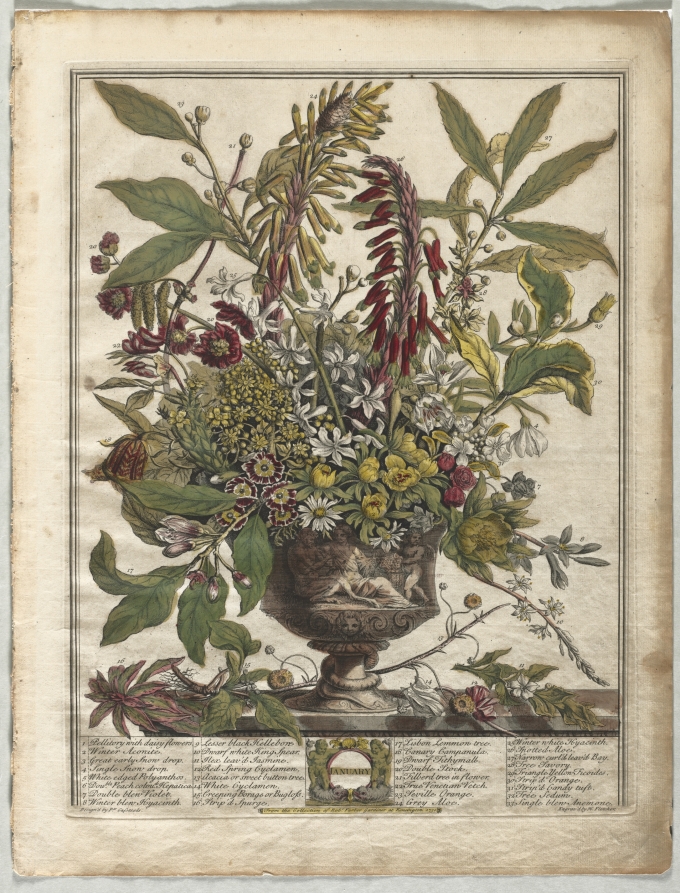 Twelve Months of Flowers:  January