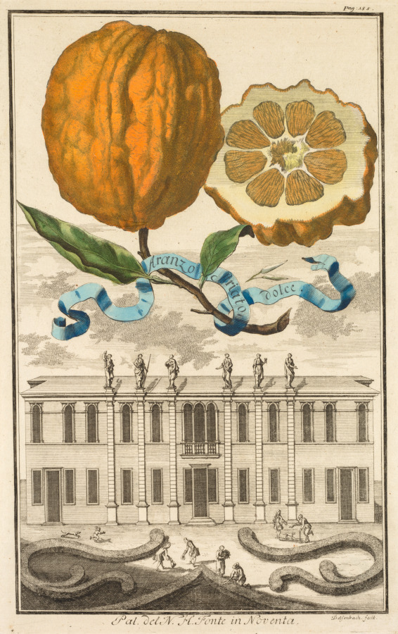 Nurnbergische Hesperides: No. 185 - Aranzo Striato dolce. Palazzo del N. H. Fonte in Noventa