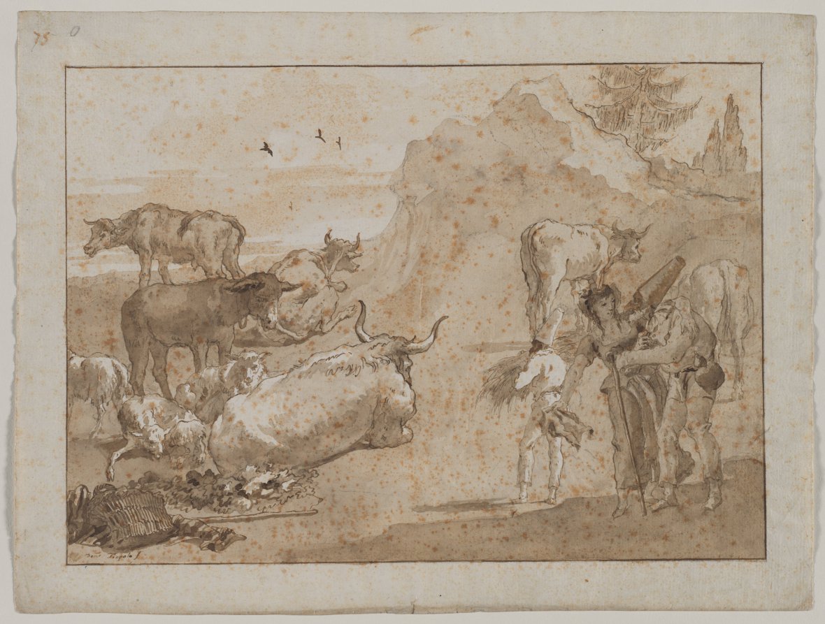 Sheep and Cows