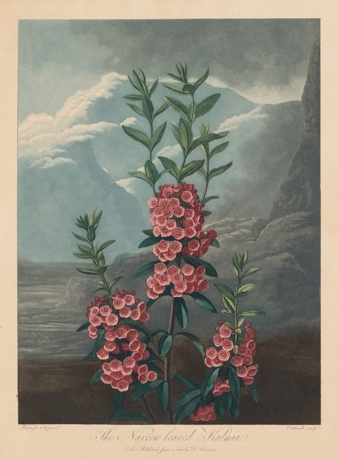 The Temple of Flora, or Garden of Nature: The Narrow-leaved Kalmia, Mountain Laurel