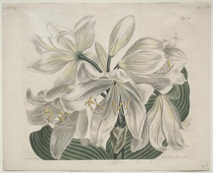The Botanical Magazine or Flower Garden Displayed: White Cape - Coast Lily