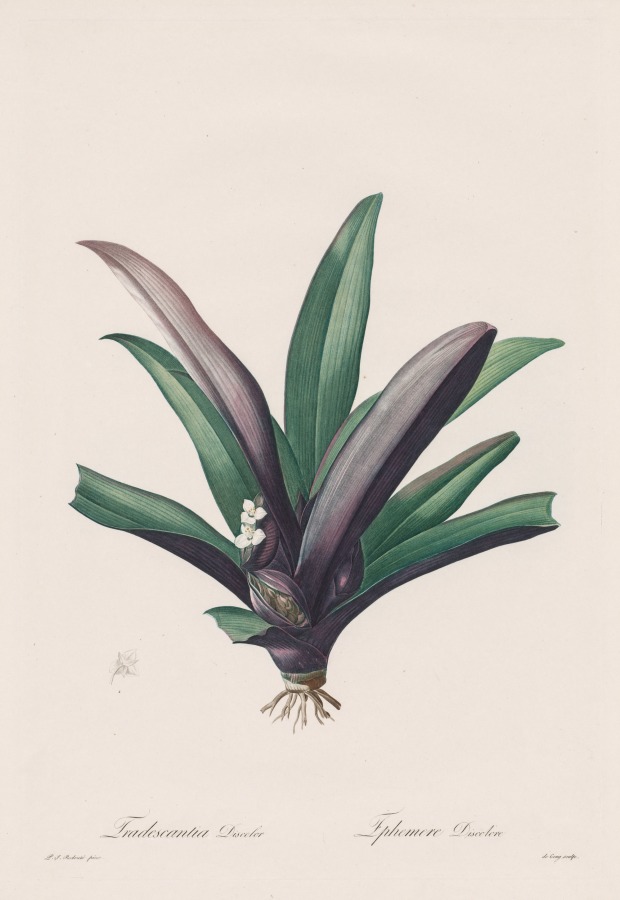 Les Liliacées: Tradescantia discolor