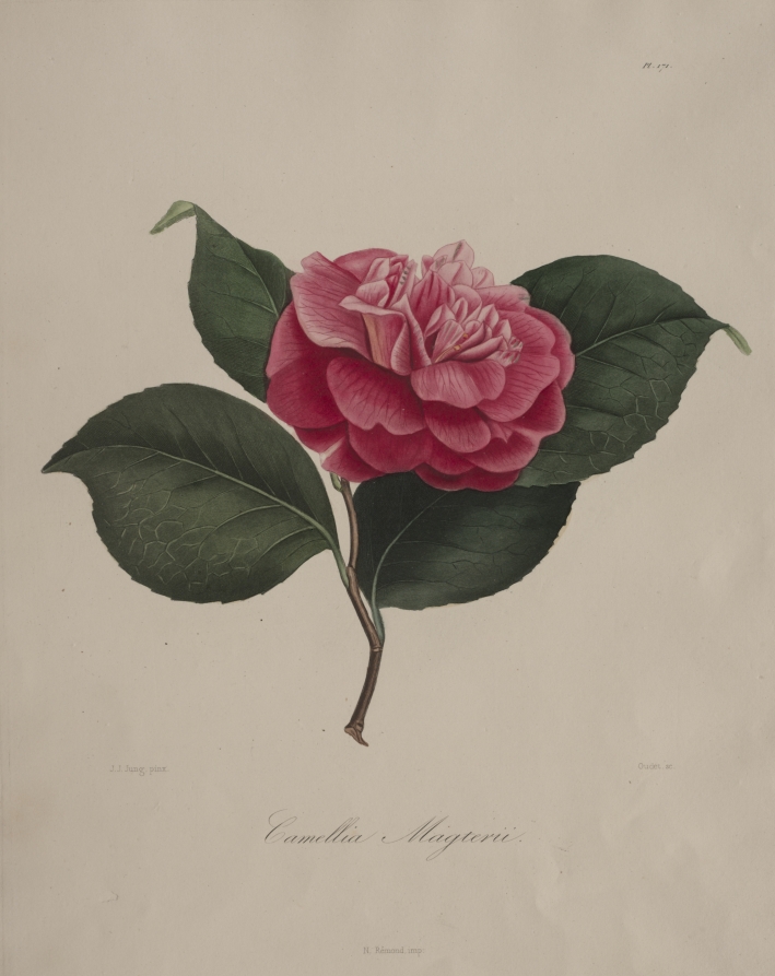 Iconographie du genre camellia: No. 171