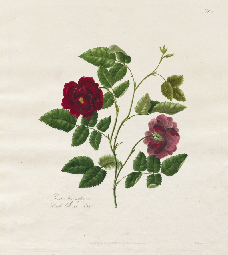 A Collection of Roses from Nature: Dark China Rose