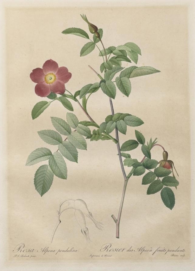 Les Roses: Rosa alpina pendulina