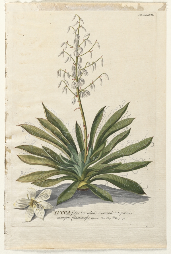 Plantae Selectae: No. 37 - Yucca