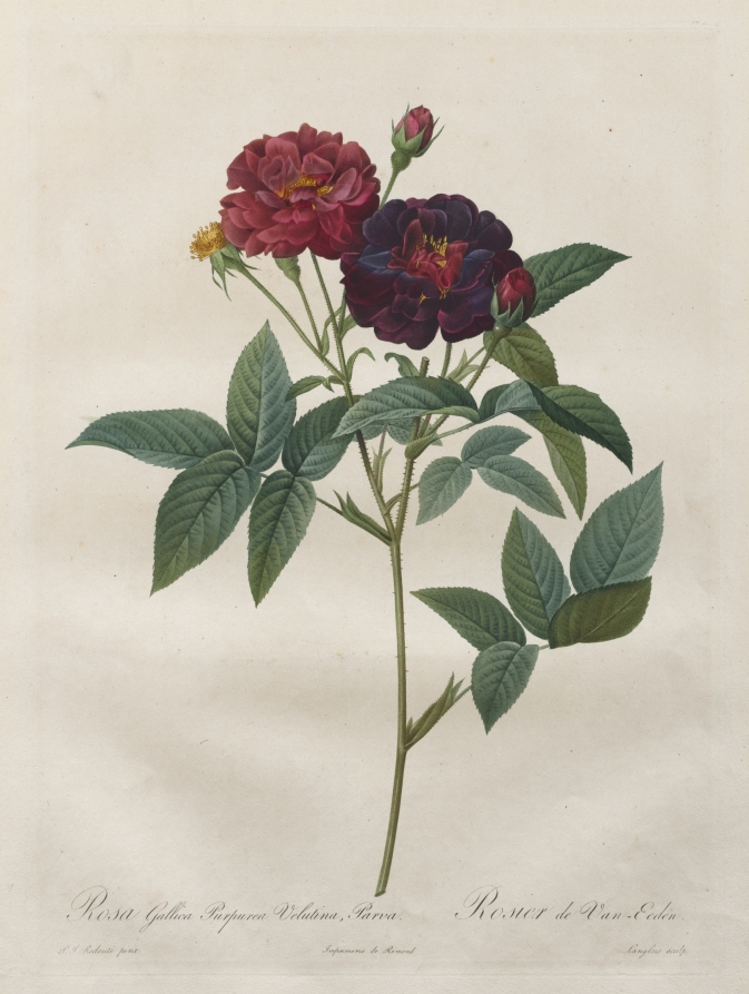 Langlois《The Roses: Rosa Gallica Purpurea Velutina Parva》(クリーヴランド美術館蔵)