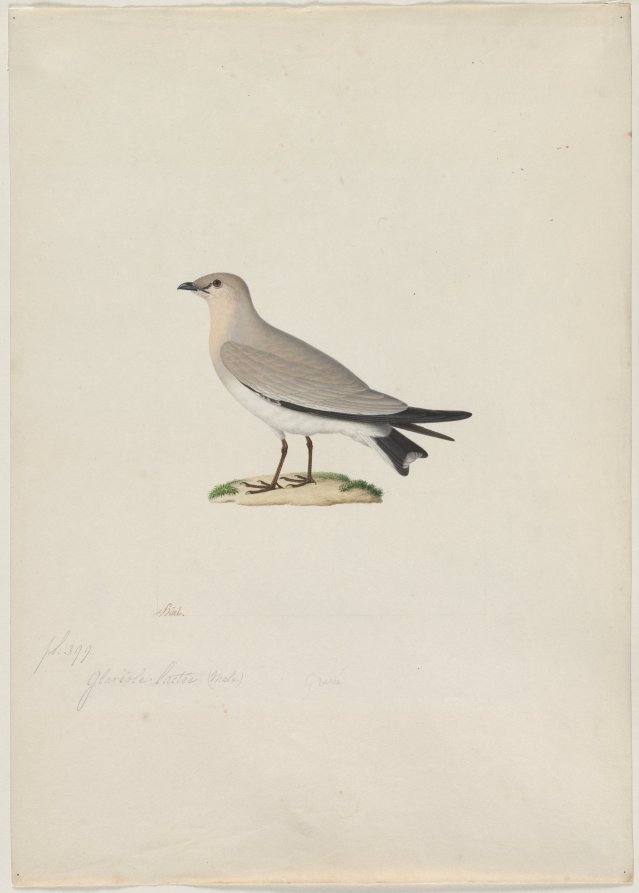 Small Pratincole (Glareola lactea)