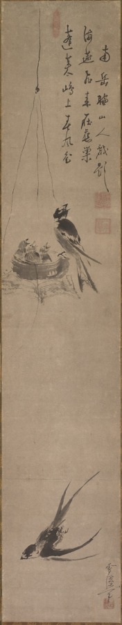 Swallows
