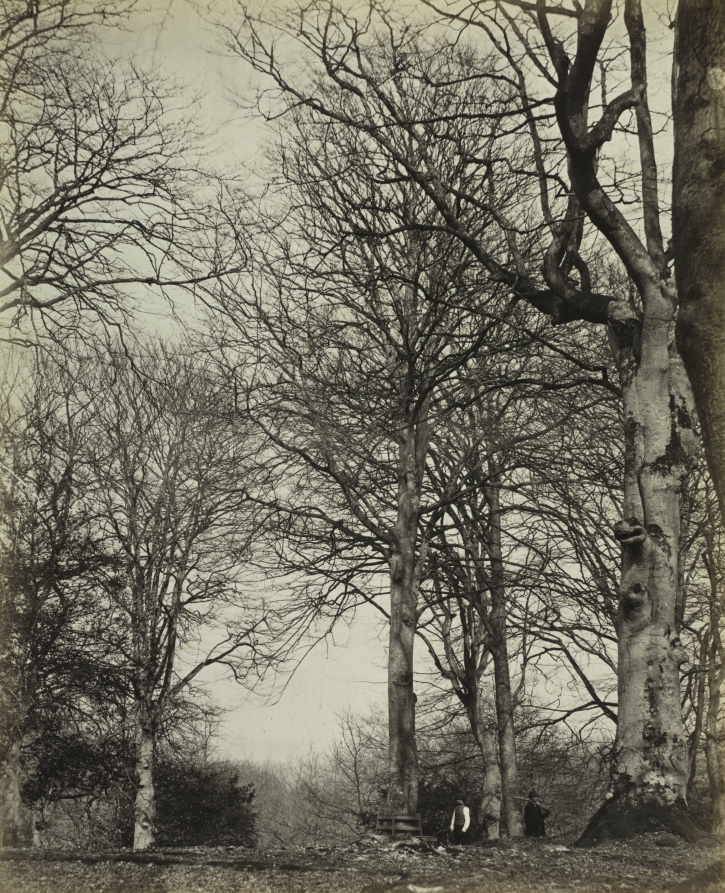 Queen Adelaide's Beech