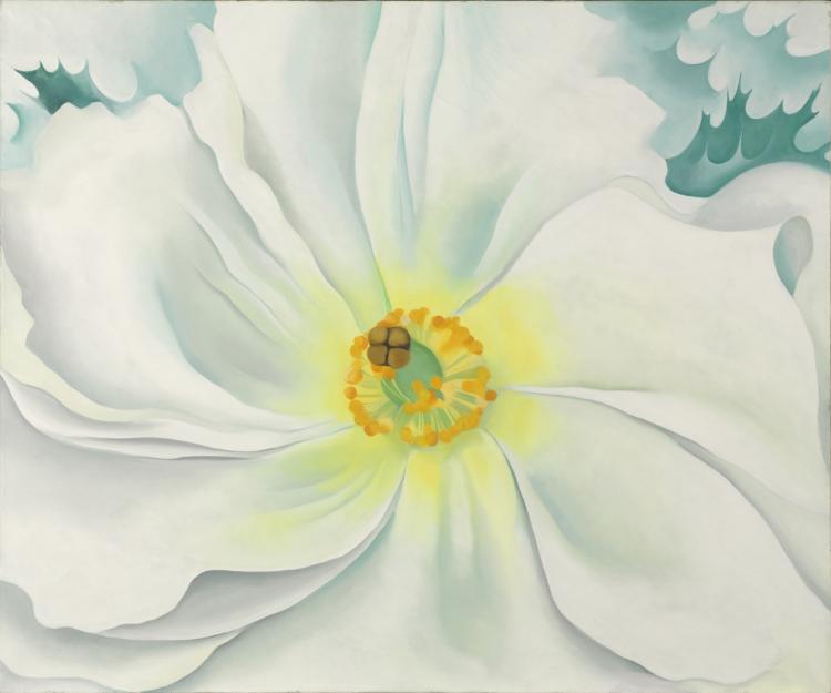 白い花
