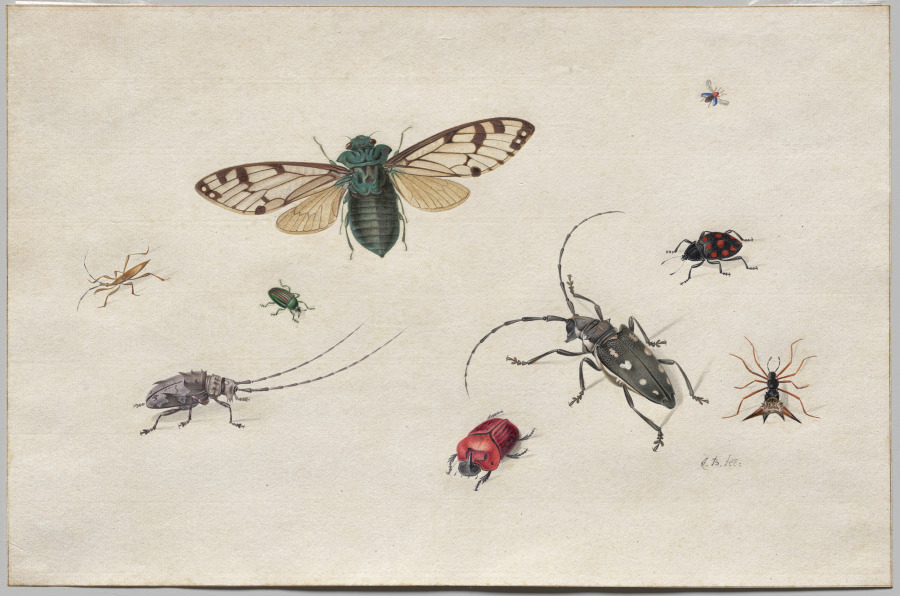 昆虫の習作