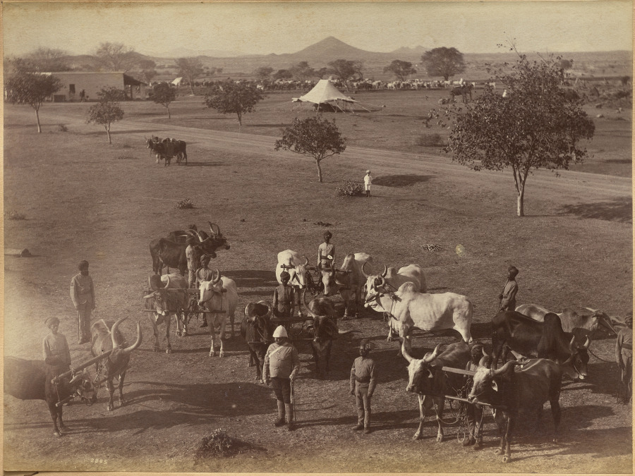 Bullocks of Elephant Battery, Jhansi