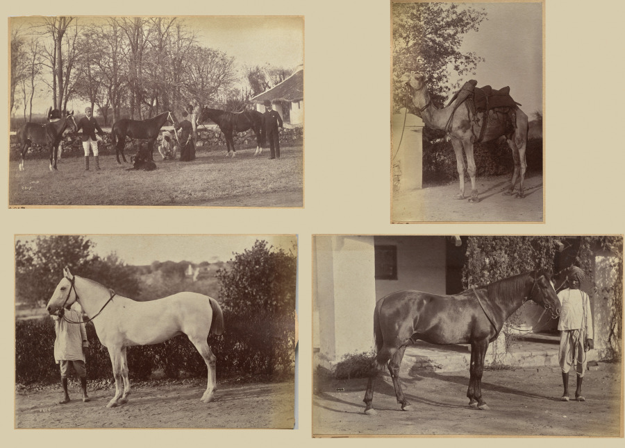 Captain Brown's horses, Jhansi (recto, top); Captain Bailward's horses (recto, bottom); Captain Bailward's camel (verso, left); Captain Bailward's horse, Jhanso (verso, right)
