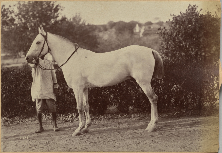 Captain Bailward's horse, Jhansi (verso, right)