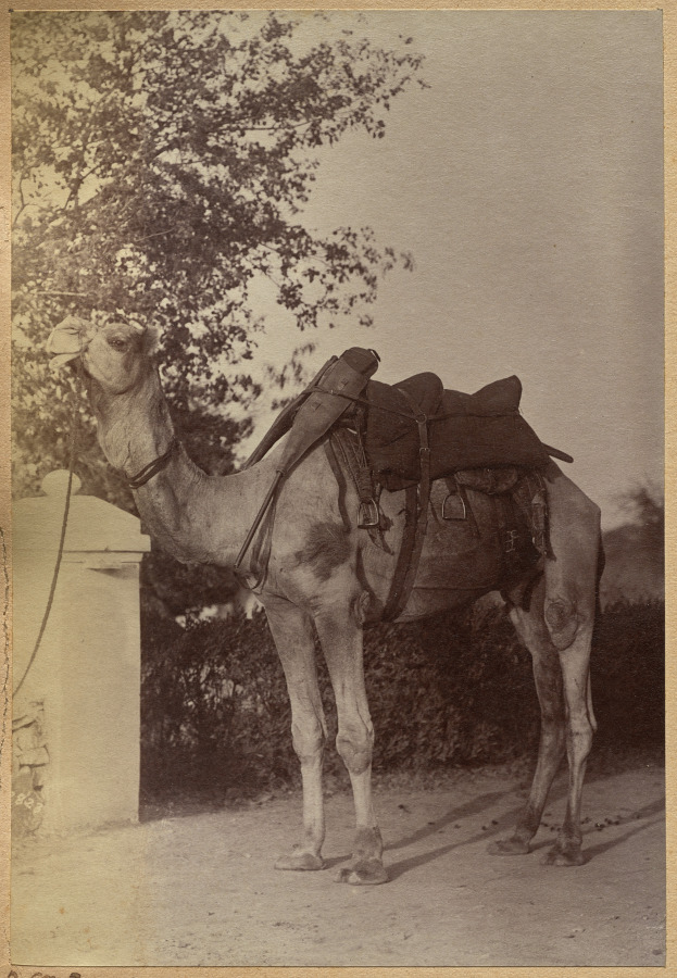 Captain Bailward's camel (verso, left)