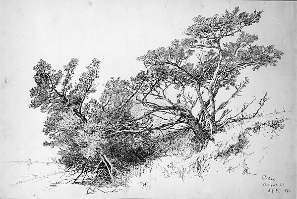 Cedars, Bellport, Long Island