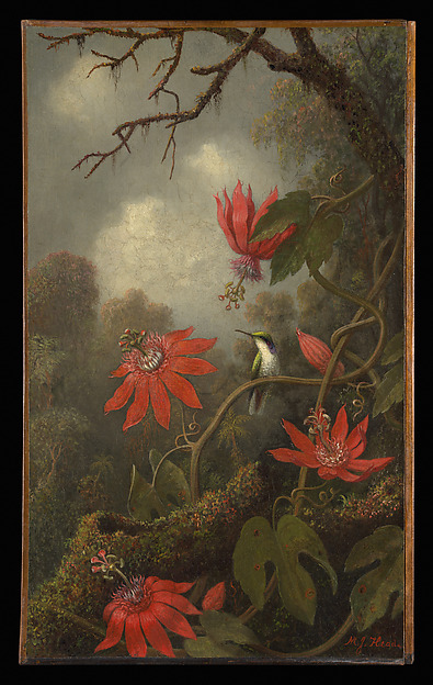 Hummingbird and Passionflowers