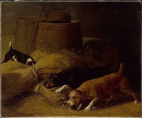 Rats amongst the Barley Sheaves