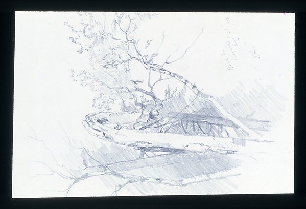 Birch Tree, Niagara