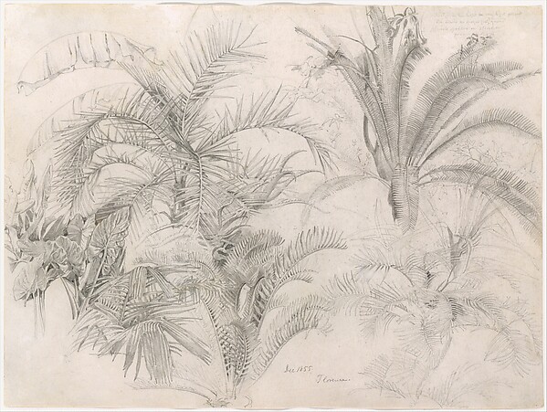 Palms