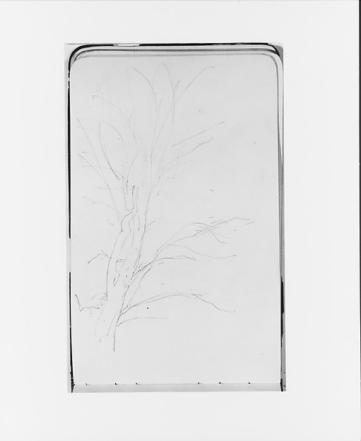 Tree (from Sketchbook)