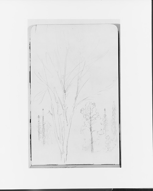 Sketches of Trees (from Sketchbook)