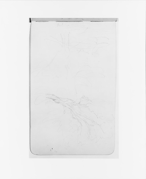 Sketches of Trees (from Sketchbook)