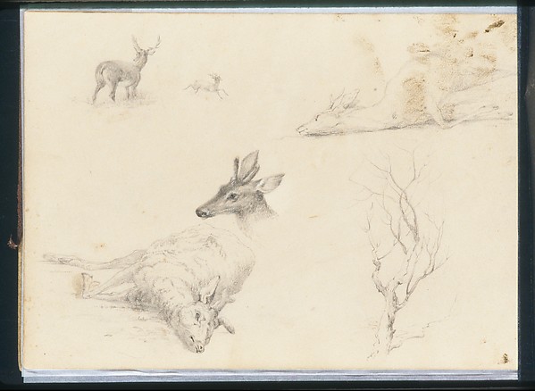 Five Deer Sketches; Sketch of a Bare Tree (from Sketchbook)
