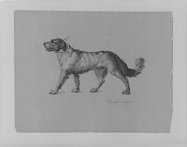 Newfoundland Dog (from Sketchbook)