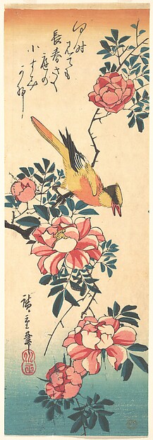 Eastern Grey Wagtail and Rose