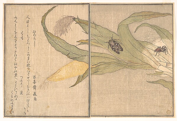 Evening Cicada, Higurashi; Spider, Kumo, from the Picture Book of Crawling Creatures (Ehon mushi erami)