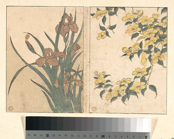 Cherry Blossoms and Irises, from the illustrated book Flowers of the Four Seasons