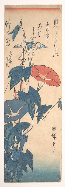Morning Glories