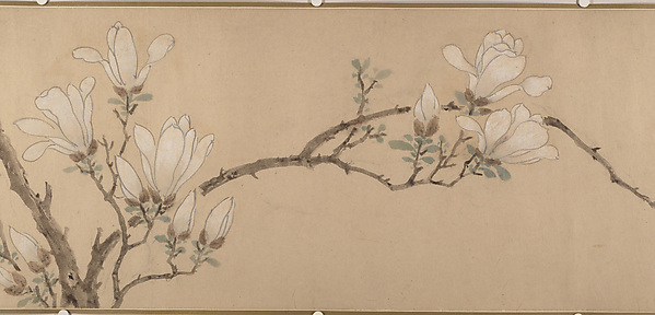 Magnolia