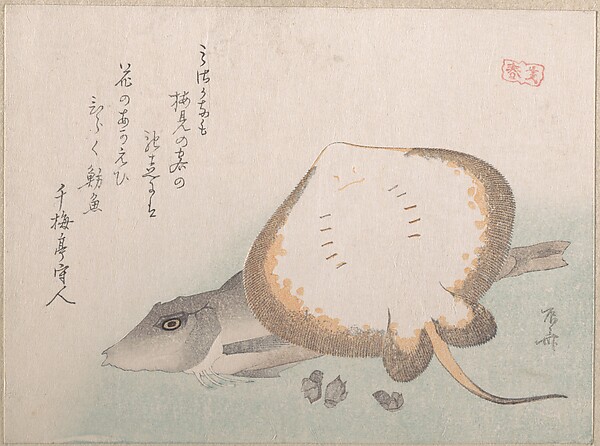 エイとホウボウ