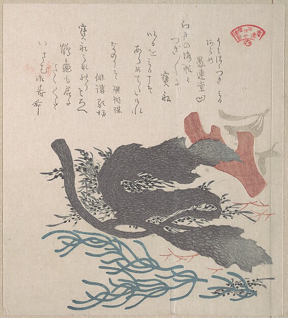 さまざまな海藻