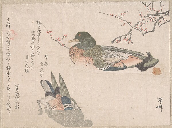 泳ぐ番いの鴨