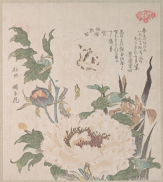 牡丹と菖蒲