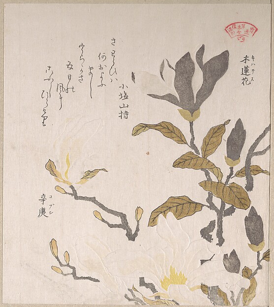 木蓮の花