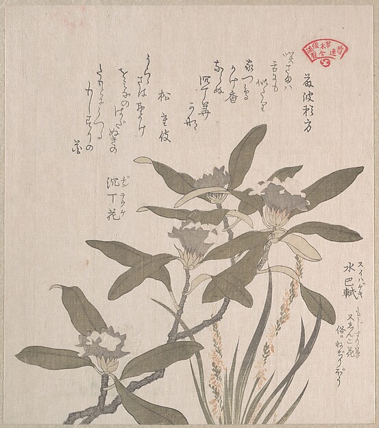 沈丁花ともじずり草