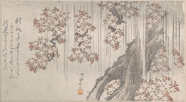 雨中の桜