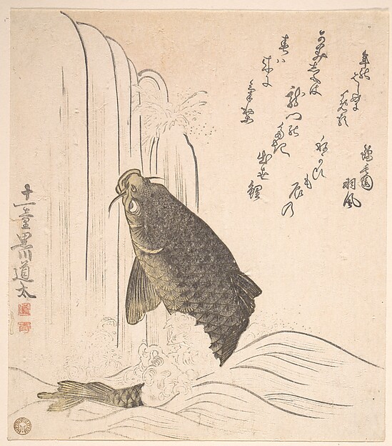 滝を登ろうとする鯉