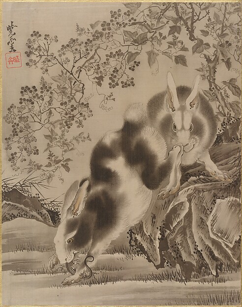 兎