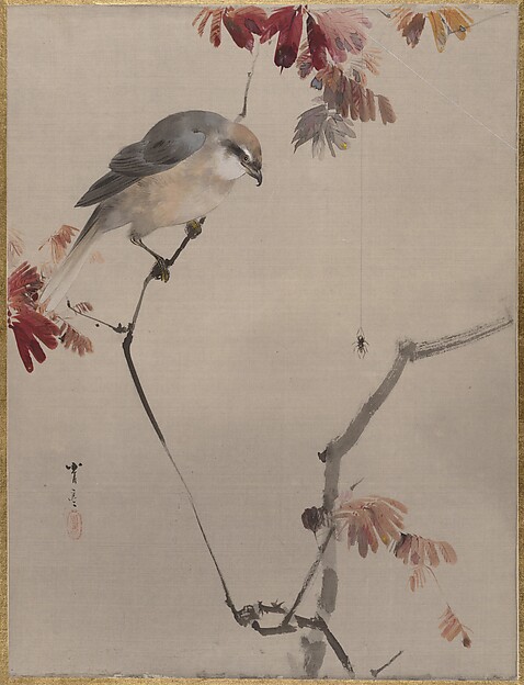 枝の上で蜘蛛を見つめる鳥