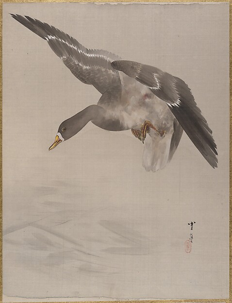 鴨